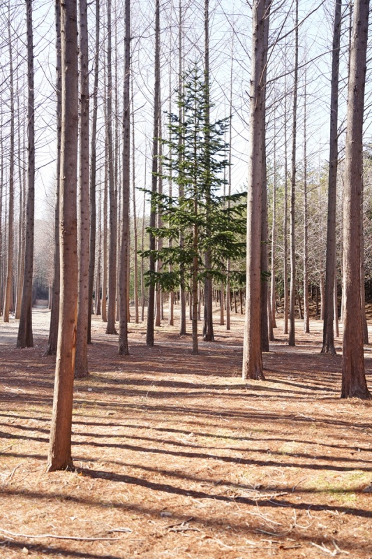 벌영리 메타세콰이어 숲 사진3