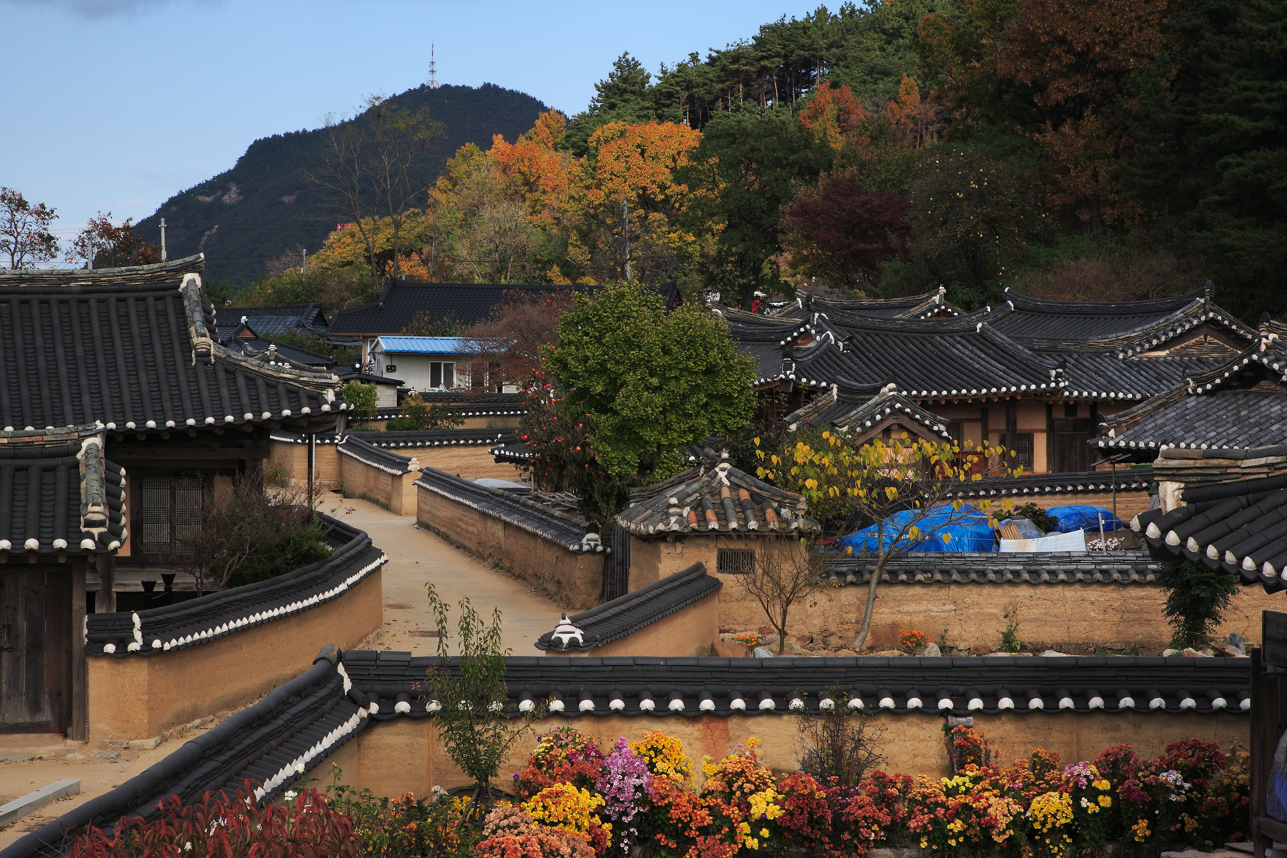 괴시리전통마을 사진2