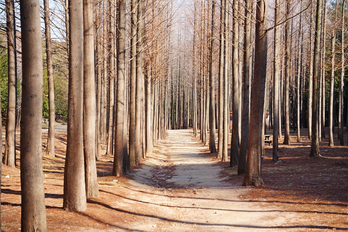 벌영리 메타세콰이어 숲 사진6