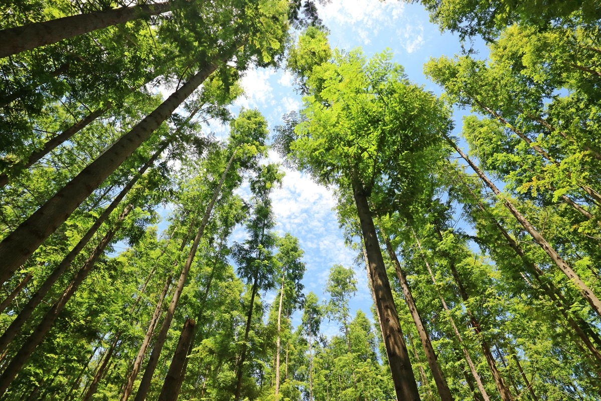 벌영리 메타세콰이어 숲 사진1