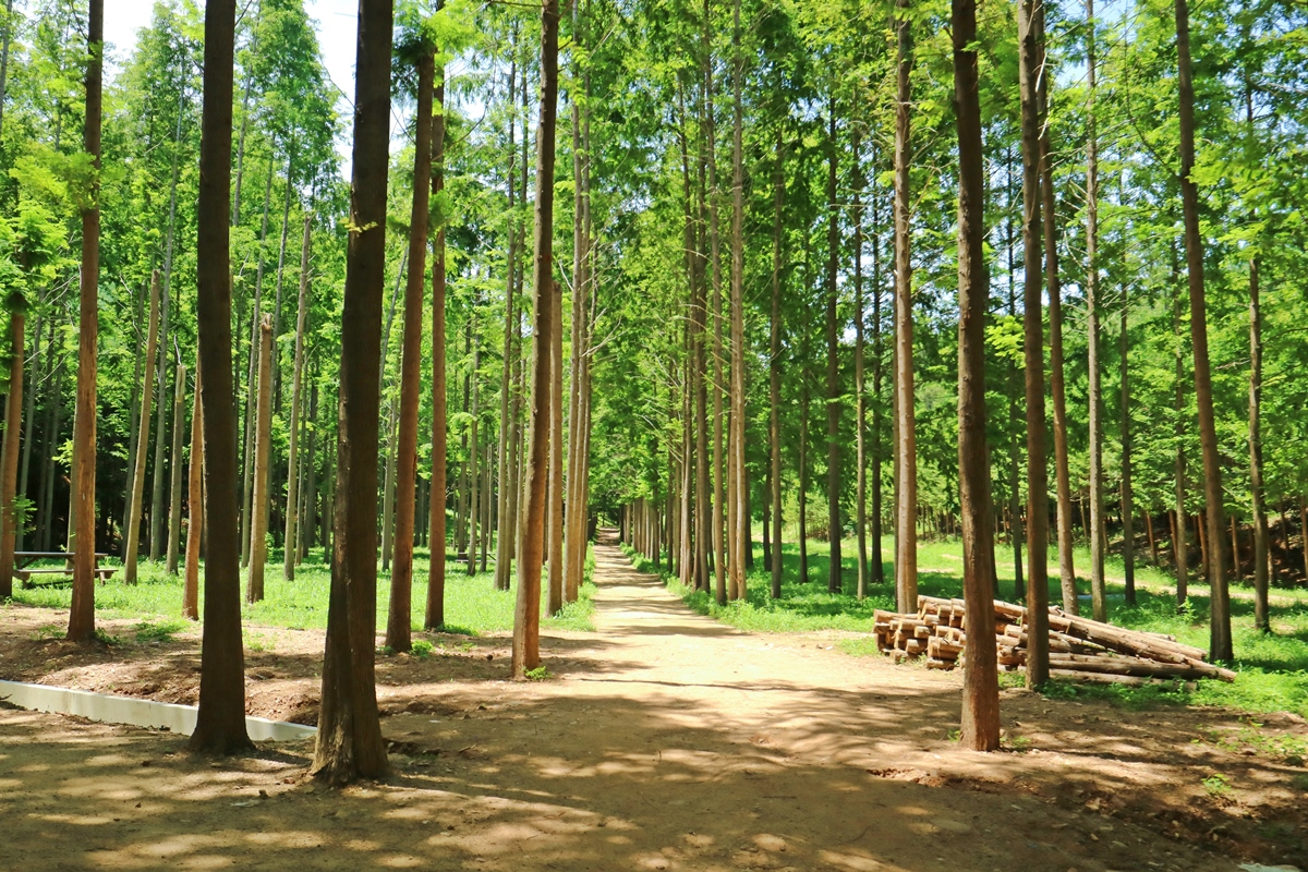 벌영리 메타세콰이어 숲 사진4