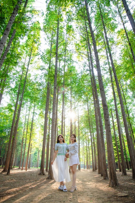 벌영리 메타세콰이어 숲 사진2