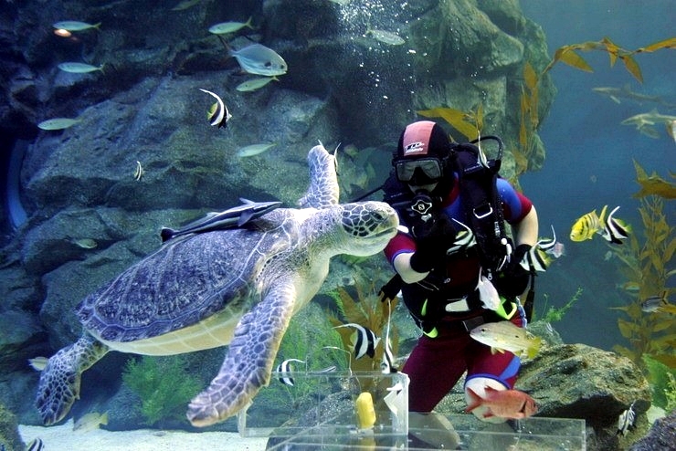 수족관의 바다거북과 여러 해양생물사진
