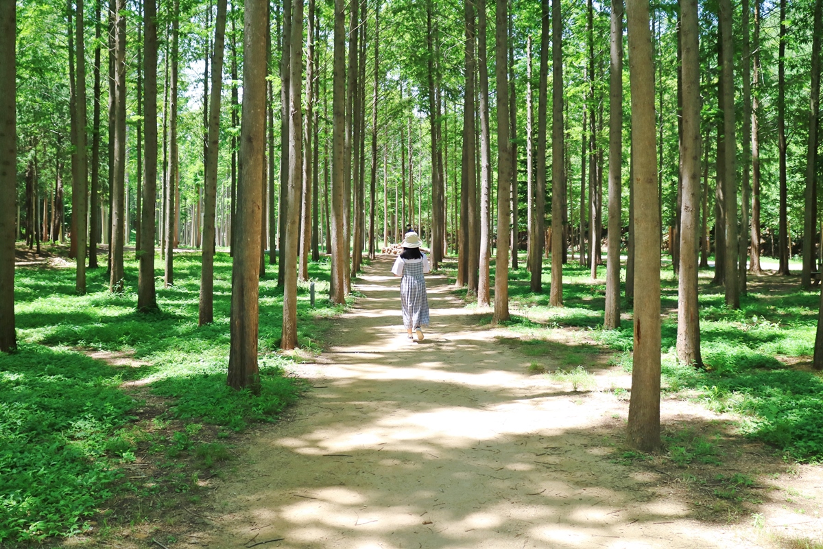 벌영리 메타세콰이어 숲 사진5