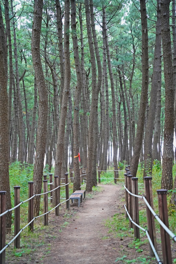 평해사구 습지공원 소나무숲길